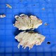 Crab center-cutting and splitting machine. Crab center-cutting and splitting machine.