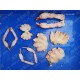 Large fish cutting and slicing machine