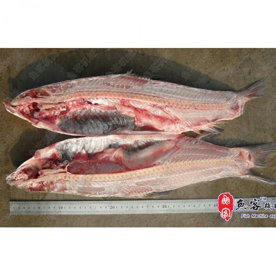 Large fish cutting and slicing machine
