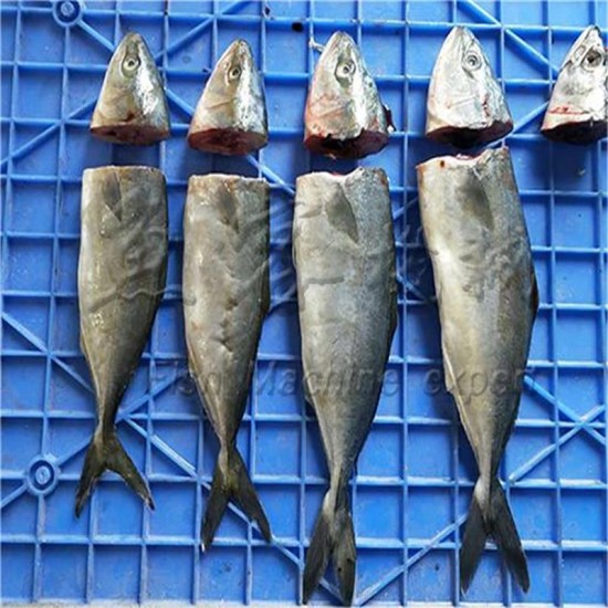 Fish decapitator