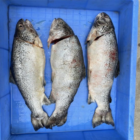 Large fish head cutting machine