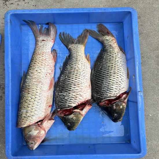 Large fish head cutting machine