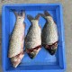 Large fish head cutting machine