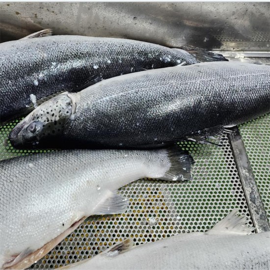 Big fish filleting machine