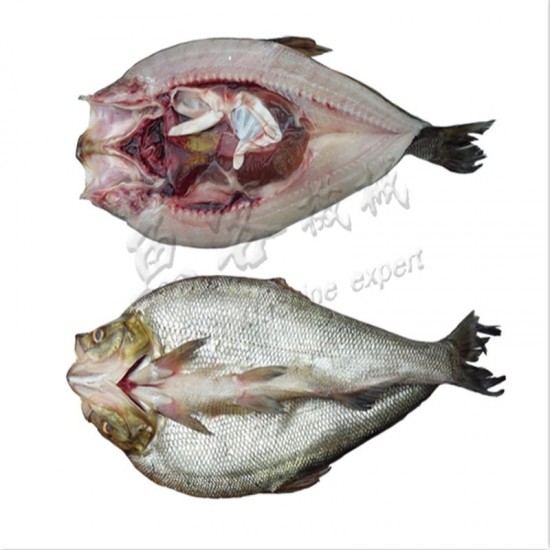 Medium size fish backbreaker Medium size fish backbreaker