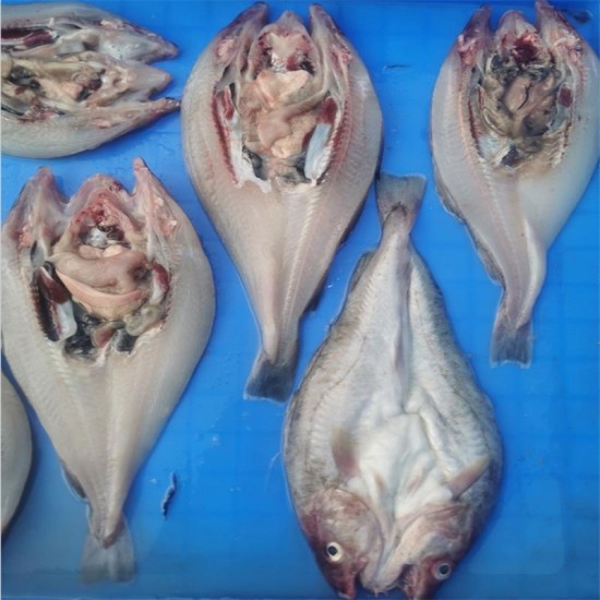 Medium size fish backbreaker Medium size fish backbreaker